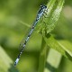 Coenagrion pulchellum male-0164